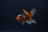 Baby Thai Oranda  Tricolor 3 Inch (ID#1129ToPTA-27) Free2Day SHIPPING