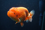 Jumbo Lionchu  Red White 5 Inch (ID#408R12a-79)