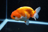 Juvenile Lionchu  Red White 4 Inch (ID#1108R11b-16) Free2Day SHIPPING