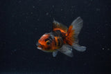 Baby Thai Oranda  Tricolor 3 Inch (ID#1129ToPTA-27) Free2Day SHIPPING