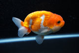 Juvenile Lionchu  Red White 4 Inch (ID#1108R11b-16) Free2Day SHIPPING