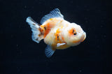 Yuan Bao Oranda  Calico 3.5 Inch (ID#228Yb10b-56) Free2Day SHIPPING