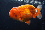 Jumbo Lionchu  Red White 5 Inch (ID#408R12a-79)