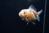 Yuan Bao Oranda  Calico 3.5 Inch (ID#228Yb10b-56) Free2Day SHIPPING