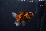 Baby Thai Oranda  Tricolor 3 Inch (ID#1129ToPTA-27) Free2Day SHIPPING