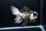 Thai Oranda  Panda 5.5 Inch (ID#1213To6b-88)