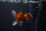 Baby Thai Oranda  Tricolor 3 Inch (ID#1129ToPTA-27) Free2Day SHIPPING