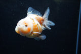 Yuan Bao Oranda  Calico 3.5 Inch (ID#228Yb10b-56) Free2Day SHIPPING