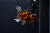 Baby Thai Oranda  Tricolor 3 Inch (ID#1129ToPTA-27) Free2Day SHIPPING