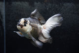 Thai Oranda  Panda 5.5 Inch (ID#1213To6b-88)