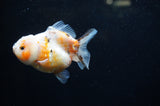 Yuan Bao Oranda  Calico 3.5 Inch (ID#228Yb10b-56) Free2Day SHIPPING