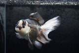 Thai Oranda  Panda 5.5 Inch (ID#1213To6b-88)