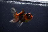 Baby Thai Oranda  Tricolor 3 Inch (ID#1129ToPTA-27) Free2Day SHIPPING