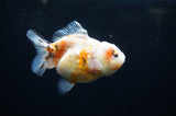 Yuan Bao Oranda  Calico 3.5 Inch (ID#228Yb10b-56) Free2Day SHIPPING