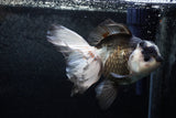 Thai Oranda  Panda 5.5 Inch (ID#1213To6b-88)