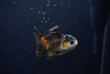 Baby Thai Oranda  Tricolor 3 Inch (ID#1129ToPTA-28) Free2Day SHIPPING