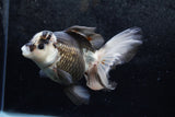 Thai Oranda  Panda 5.5 Inch (ID#1213To6b-88)