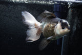 Thai Oranda  Panda 5.5 Inch (ID#1213To6b-88)