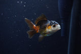 Baby Thai Oranda  Tricolor 3 Inch (ID#1129ToPTA-28) Free2Day SHIPPING