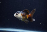 Baby Thai Oranda  Tricolor 3 Inch (ID#1129ToPTA-28) Free2Day SHIPPING