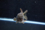 Short Body Thai Oranda  Bronze 4 Inch (ID#1015To14b-74) Free2Day SHIPPING