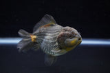 Yuan Bao Oranda  Blue 4 Inch (ID#228Yb10b-57) Free2Day SHIPPING