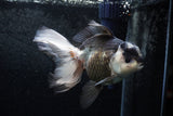 Thai Oranda  Panda 5.5 Inch (ID#1213To6b-88)