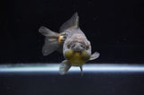 Yuan Bao Oranda  Blue 4 Inch (ID#228Yb10b-57) Free2Day SHIPPING