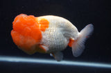 Jumbo Lionchu  Red White 5 Inch (ID#408R12a-80)