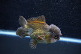 Short Body Thai Oranda  Bronze 4 Inch (ID#1015To14b-74) Free2Day SHIPPING