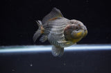 Yuan Bao Oranda  Blue 4 Inch (ID#228Yb10b-57) Free2Day SHIPPING