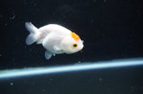 Baby Ranchu  Red White 3 Inch (ID#328R9c-31) Free2Day SHIPPING