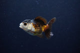 Baby Thai Oranda  Tricolor 3 Inch (ID#1129ToPTA-28) Free2Day SHIPPING