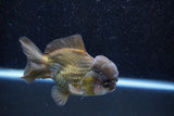 Short Body Thai Oranda  Bronze 4 Inch (ID#1015To14b-74) Free2Day SHIPPING