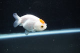 Baby Ranchu  Red White 3 Inch (ID#328R9c-31) Free2Day SHIPPING
