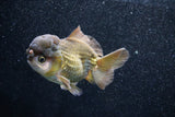 Short Body Thai Oranda  Bronze 4 Inch (ID#1015To14b-74) Free2Day SHIPPING