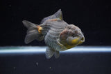 Yuan Bao Oranda  Blue 4 Inch (ID#228Yb10b-57) Free2Day SHIPPING