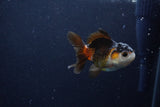 Baby Thai Oranda  Tricolor 3 Inch (ID#1129ToPTA-28) Free2Day SHIPPING