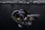 Thai Oranda  Panda 5 Inch (ID#1213To6b-89)