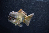 Short Body Thai Oranda  Bronze 4 Inch (ID#1015To14b-74) Free2Day SHIPPING