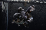 Thai Oranda  Panda 5 Inch (ID#1213To6b-89)