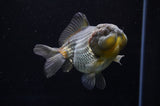 Yuan Bao Oranda  Blue 4 Inch (ID#228Yb10b-57) Free2Day SHIPPING