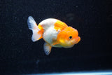 Juvenile Lionchu  Red White 3 Inch (ID#1108R11b-18) Free2Day SHIPPING