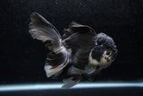 Thai Oranda  Panda 5 Inch (ID#1213To6b-89)