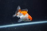 Baby Thai Oranda  Red White 2.5 Inch (ID#1129ToPTA-29) Free2Day SHIPPING