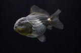 Yuan Bao Oranda  Blue 4 Inch (ID#228Yb10b-57) Free2Day SHIPPING