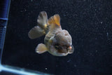 Short Body Thai Oranda  Bronze 4 Inch (ID#1015To14b-74) Free2Day SHIPPING