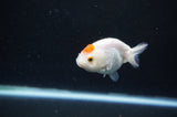 Baby Ranchu  Red White 3 Inch (ID#328R9c-31) Free2Day SHIPPING