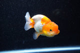 Juvenile Lionchu  Red White 3 Inch (ID#1108R11b-18) Free2Day SHIPPING