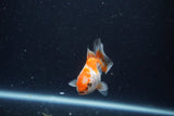 Baby Thai Oranda  Red White 2.5 Inch (ID#1129ToPTA-29) Free2Day SHIPPING